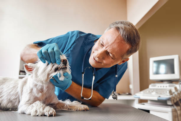 Best Emergency Gum Treatment in Winnsboro Mills, SC
